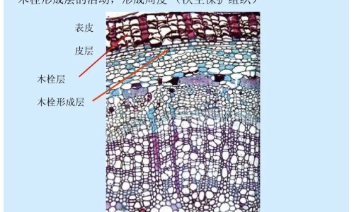 脸上有老人斑该吃什么保健品网 - 为你提供老人斑要吃什么东西才能改善、脸上有老人斑该吃什么保健品呢